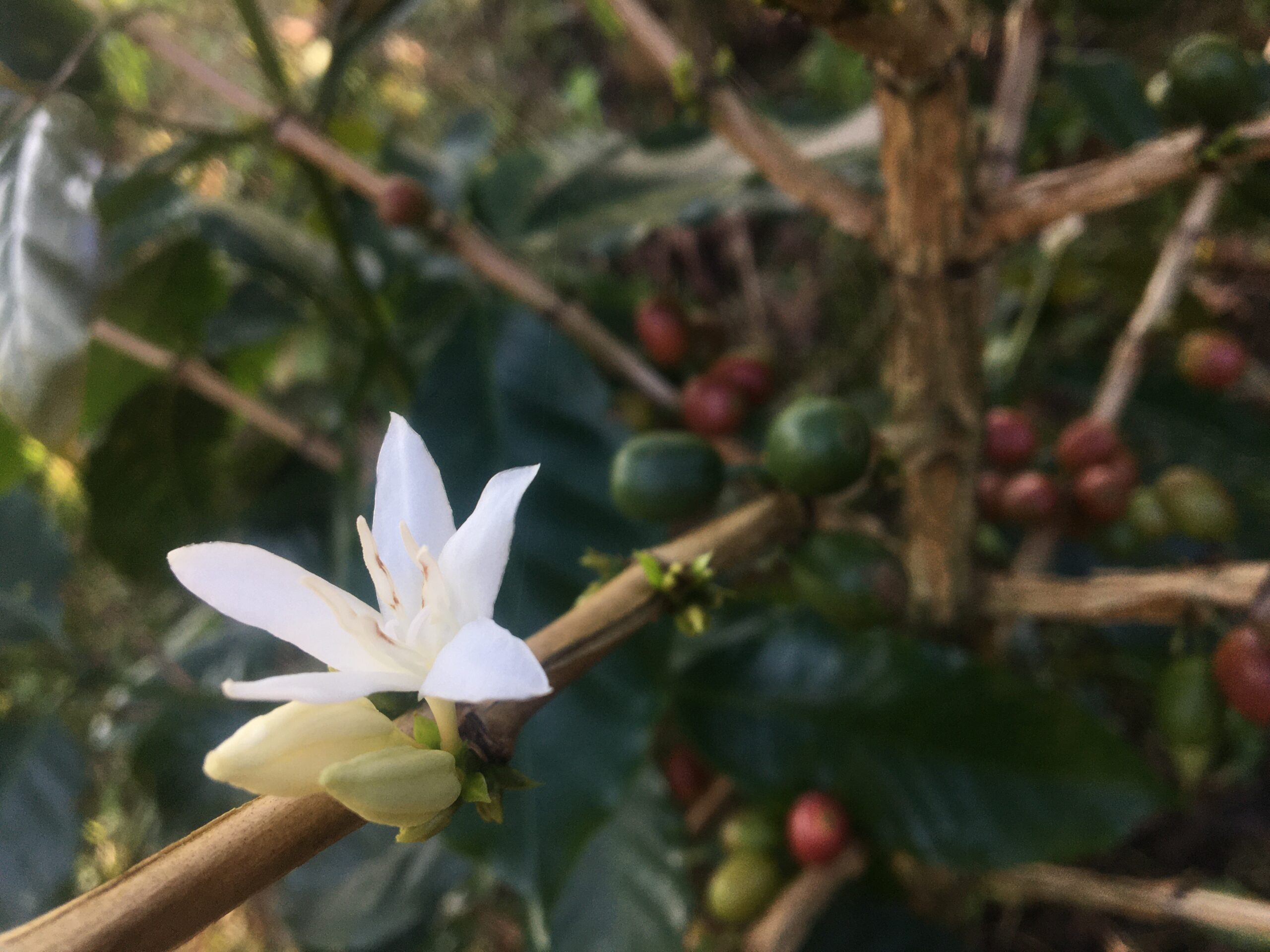 Flor del café