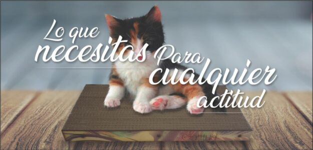 Gatitud